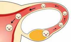 卵巢早衰指标amh&私立医院可以供卵吗,孕期为什么肚脐眼有脏东西